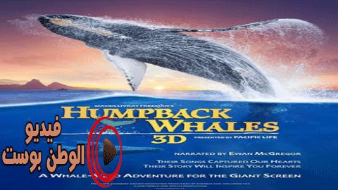 فيلم Humpback Whales 2015 مترجم اون لاين الحوت الأحدب